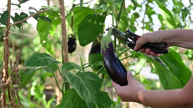 Close-up video footage of a gardener harvesting fresh purple eggplant with pruning shears in a home garden. Organic vegetable farming, agriculture, and healthy nutrition harvest concept