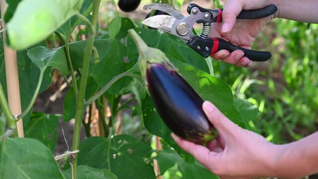 Close-up video footage of a gardener harvesting fresh purple eggplant with pruning shears in a home garden. Organic vegetable farming, agriculture, and healthy nutrition harvest concept