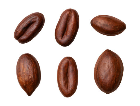 Collection set of pecan nuts isolated on transparent or white background, png