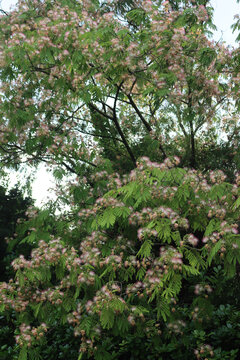Persian silk tree flowers also called pink silk tree. Albizia julibrissin in bloom in the garden