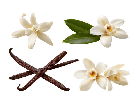 Vanilla flowers and vanilla pods isolated on transparent or white background, png