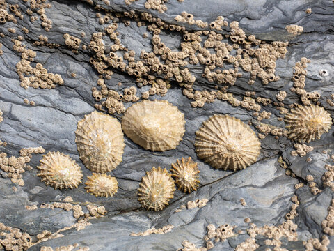 cluster of limpets attached to rocks on the coast in the UK