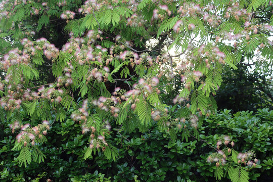 Persian silk tree flowers also called pink silk tree. Albizia julibrissin in bloom in the garden