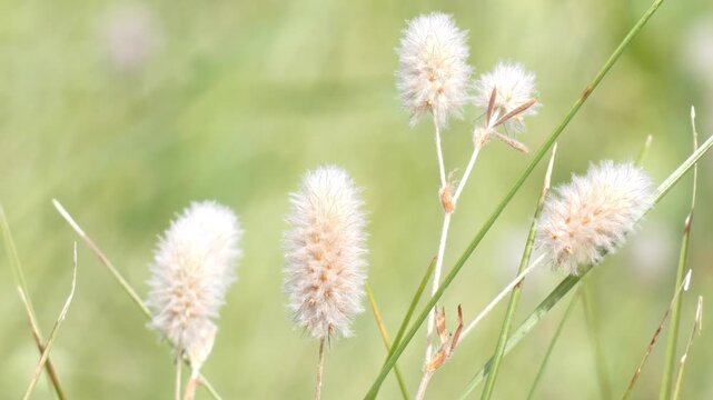 Soft fluffy rabbitfoot clover (Trifolium arvense) flower heads in sunny field, close-up, soft light, bokeh. Serenity and Purity.