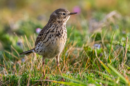 Pipit farlouse (Anthus pratensis - Meadow Pipit)