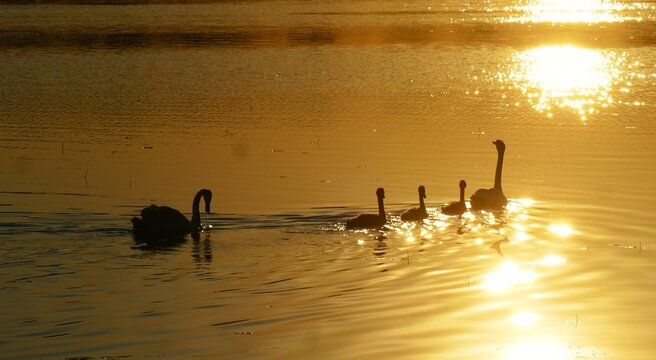 Swan family swim on the lake in beautiful golden sunset, waterbirds happy family background