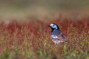 Obraz premium France, Somme (80), Baie de Somme, Le Hâble d'Ault, Pipit farlouse (Anthus pratensis - Meadow Pipit) // France, Somme (80), Baie de Somme, Le Hâble d'Ault, Meadow Pipit (Anthus pratensis)