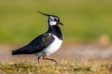 Vanneau huppé (Vanellus vanellus - Northern Lapwing) © Alonbou