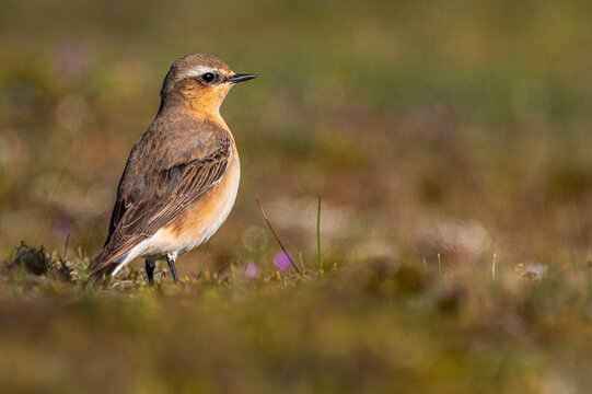 Traquet motteux (Oenanthe oenanthe - Northern Wheatear)