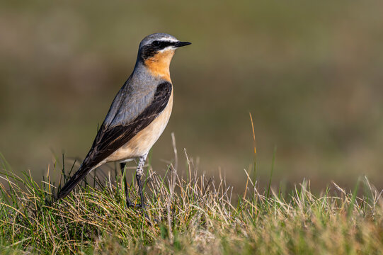Traquet motteux (Oenanthe oenanthe - Northern Wheatear)