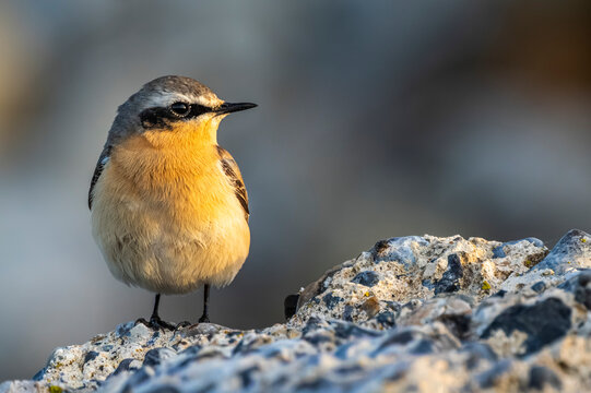 Traquet motteux (Oenanthe oenanthe - Northern Wheatear)