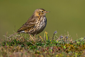 Fototapeta premium Pipit farlouse (Anthus pratensis - Meadow Pipit)