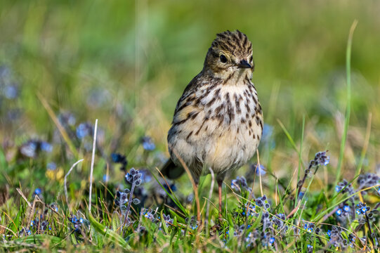 Pipit farlouse (Anthus pratensis - Meadow Pipit)