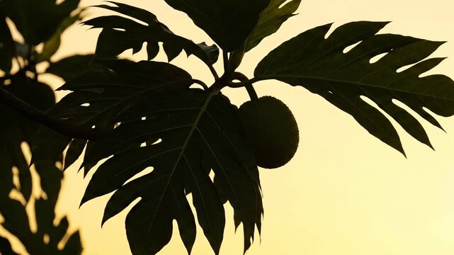 Breadfruit tree silhouette swaying in the breeze 4K Video