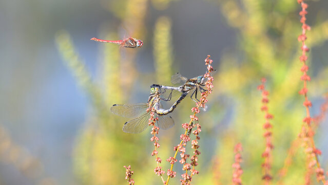 Mating of Common skimmers on a Great water dock flower cluster, approached by a Red-veined darter male in flight. Orthetrum albistylum, Sympetrum fonscolombii, Rumex hydrolapathum, France, Europe