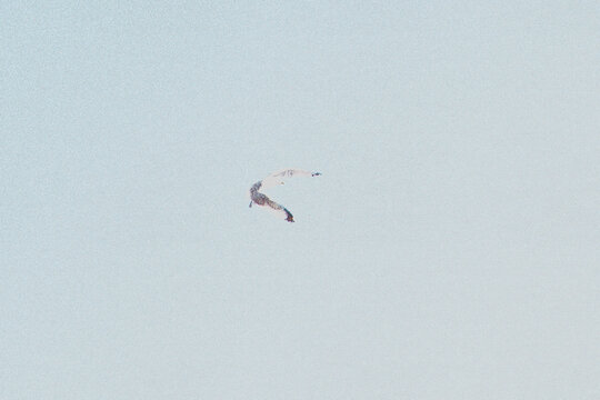 halfo tone vintage print of a seagul in the sky