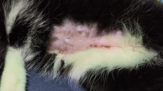 Cat spay surgery incision wound on shaved belly. Domestic pet postoperative recovery with visible medical stitches. Concept of feline healthcare, animal welfare, and veterinary medicine.