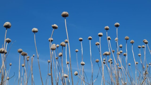 Multiple dried flower seed heads stand tall against a clear blue sky in a minimalist natural composition.
