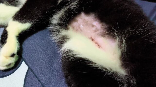 Cat spay surgery incision wound on shaved belly. Domestic pet postoperative recovery with visible medical stitches. Concept of feline healthcare, animal welfare, and veterinary medicine.
