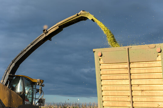 Modern forage harvester combiner harvesting silage maize corn tractor trailer corn field warm sunny autumn morning with overcast cloudy sky. Heavy agricultural machinery work. Livestock feeding corn