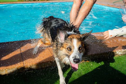 Border collie shaking water off after swimming in pool