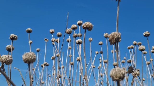 Dried spherical seed heads of plants standing tall against a vibrant clear blue sky in a low angle perspective view during a sunny day.