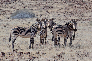 Zebra © camerawithlegs