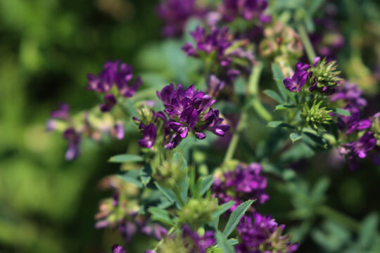 Top view of purple alfalfa flower in the field. Medicago sativa cultivation in bloom in summer
