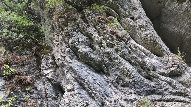 Parete rocciosa con strati piegati, crepe naturali e vegetazione verde che cresce nelle cavit&agrave;. Dettaglio geologico ruvido, selvaggio e incontaminato