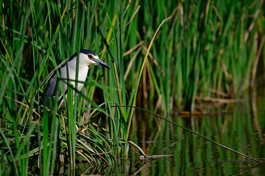 Nachtreiher // Night heron, Black-crowned night heron (Nycticorax nycticorax) - Nationalpark Coto de Do&ntilde;ana, Spanien