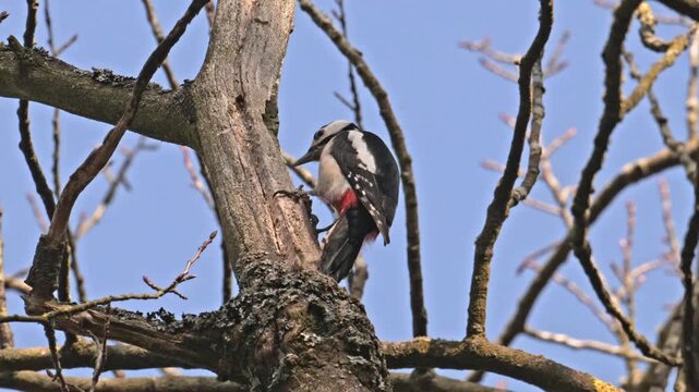 Great spotted woodpecker pecking on a branch