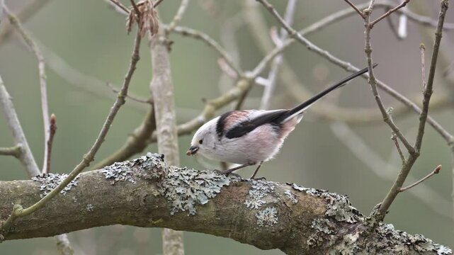long-tailed bushtit (Aegithalos caudatus) bird devouring an insect on a branch