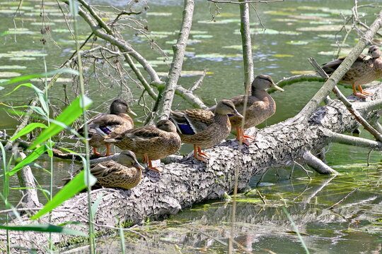 young ducks sitting on a fallen tree in the river