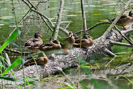 young ducks sitting on a fallen tree in the river