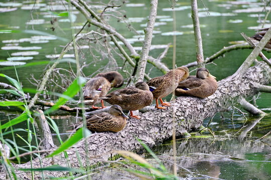 young ducks sitting on a fallen tree in the river