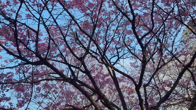 Pink cherry blossom branches sway gently against a clear blue sky during the peak of spring.
