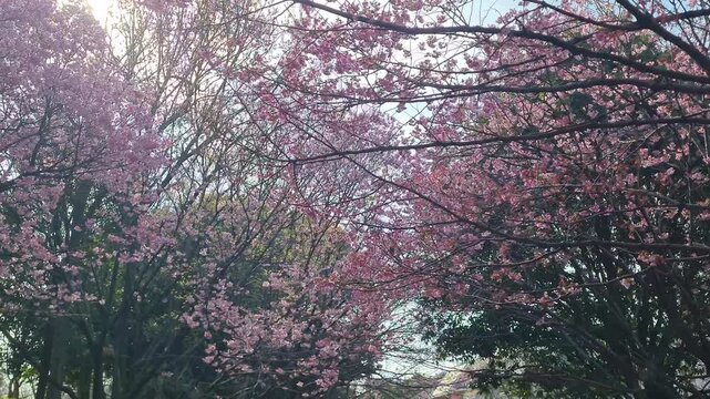 Beautiful pink cherry blossoms bloom under a bright sunny sky with soft lens flares creating a peaceful spring atmosphere.