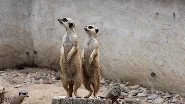 Two meerkats stand alert on a tree stump. They watch attentively over their surroundings. One meerkat rests nearby on the ground. Sandy, rocky enclosure. Textured wall forms the backdrop