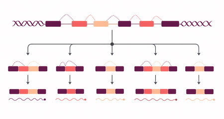 Obraz premium Alternative RNA splicing isoform diversity illustration
