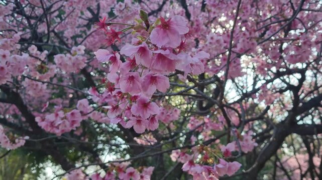 Blooming pink cherry blossoms on tree branches under a clear sky during spring.