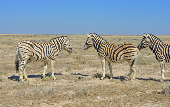 Zebra