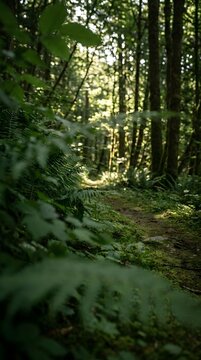 Dirt path winding through green forest