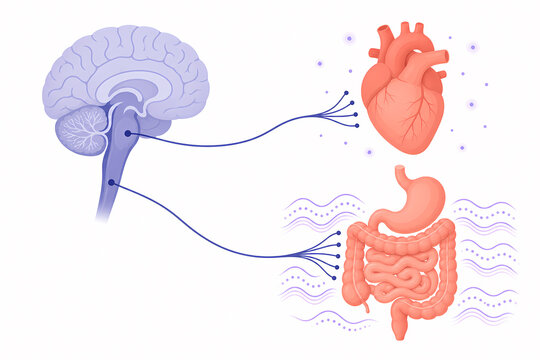 Parasympathetic rest digestion signaling illustration