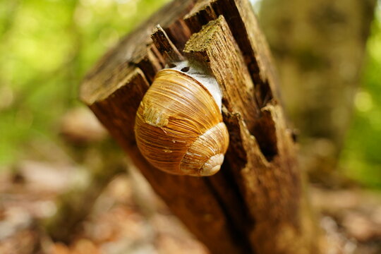 Land snail resting inside its shell attached to decaying wood in a green forest setting.