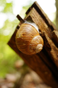 Close-up of a brown snail shell attached to an old piece of wood in a sunlit forest environment.