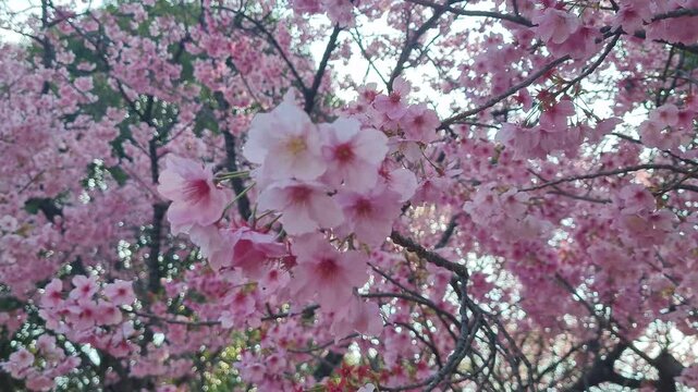 Beautiful close-up of pink cherry blossoms blooming on a tree branch against a soft blurred background in spring.
