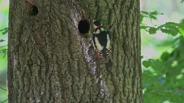 Great spotted woodpecker male feeding chicks at the nest hole in stem