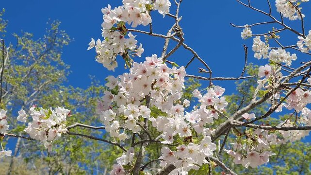 White cherry blossoms bloom against a clear blue sky on a bright spring day.