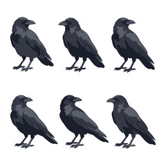 Fototapeta premium Set of black crows isolated on white. Collection of raven birds in various poses.
