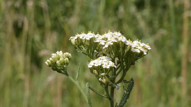 Common yarrow (Achillea millefolium) white umbrella-shaped flower head in sunny wild field, close-up, natural lighting. Mindfulness and Sustainability.